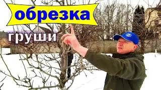 🔴🔴Обрежь Грушу Правильно. Обрезка Груши Весной.