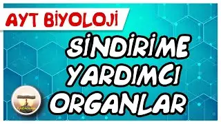 AYT Biyoloji | Sindirime Yardımcı Organlar 