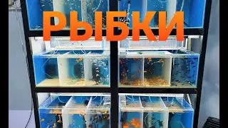 Посылочка! Новые рыбки! Прилетело много рыбок!!!