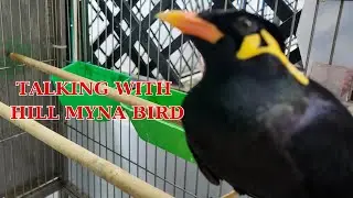 Amazing talking with Hill Myna Bird ASMR