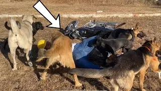 MOTORLA KÖPEKLERİN ARASINA DÜŞÜNCE OLAN OLDU!