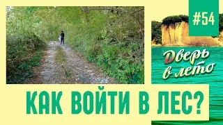 Как войти в лес?