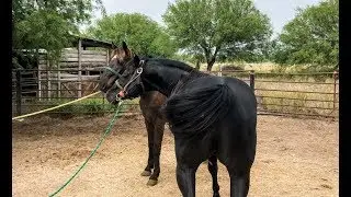 RANCHOLAROSA.MR. PEPONITA PUDDEN/SEMENTAL DESDE 2009,11 AÑOS