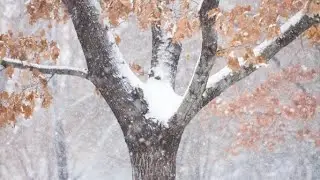 Старый клён. 