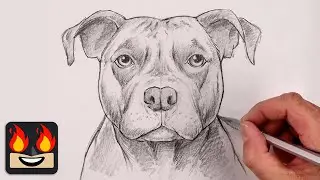 How To Draw a Dog | Pit Bull Terrier