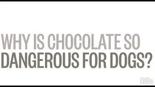 What to Do If Your Dog Eats Chocolate