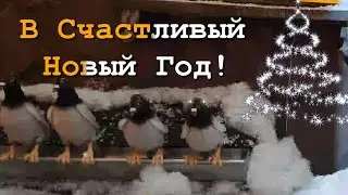 С Наступающим Новым Годом 2025! - Кому билетики В Счастливый Новый Год 2025? Караоке Поздравление.