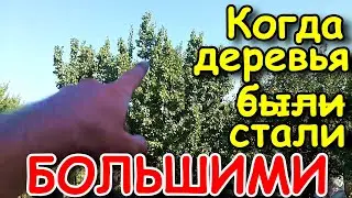 🌳 СНИЖЕНИЕ ВЫСОТЫ плодовых деревьев на примере 🍑 АБРИКОСА.  Уменьшение высоты и диаметра кроны.