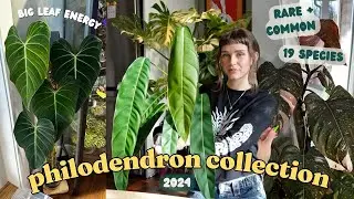 🌿 ranking ALL of my philodendron!! 🌿 19 species, rare + common!