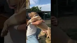350 KG OLAN O DEV KÖPEĞİ KUCAKLADIM BAKIN NE OLDU 😂