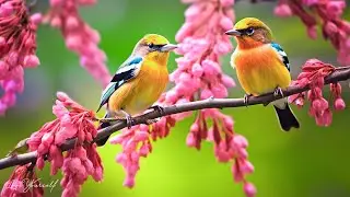 Soothing music for nerves🌿 healing music for the heart and blood vessels, relaxation, music for soul