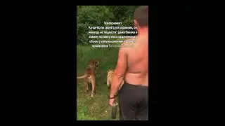 ка-де-бо или майо́ркский масти́ф - Mallorca Mastiff or the Majorcan Bulldog