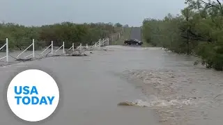 Watch: Fish struggle to swim across flooded Texas road | USA TODAY