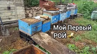 Огромный рой пчел залетел ко мне в улей. Мой первый рой пчел. Поймал рой пчел