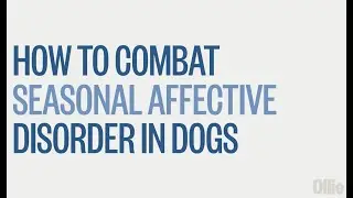 How to Combat Seasonal Affective Disorder in Dogs