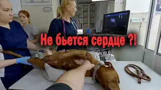 Что сказали на Узи Кияре ? У щенка не бьется сердце ?!