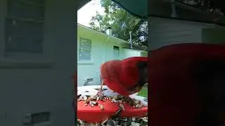 This Bird is Bald