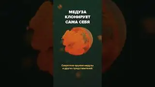 Медуза живут вечно благодаря этому #живаяпланета #животные #медузы