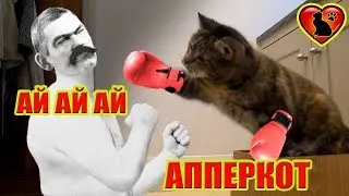 Почему дерутся кошки и что с этим делать?!Причины и пути решения!