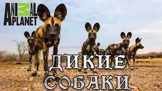 Гангстеры дикой природы - Дикие собаки. 