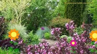 Вейгела цветущая Пурпуреа. Краткий обзор, описание характеристик weigela florida Purpurea