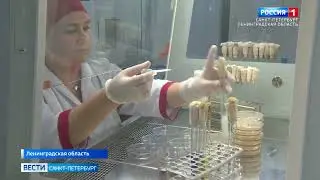Россия 1 - На фермах Ленинградской области началась ежегодная вакцинация животных