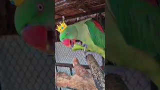 CUTE 🥰🥺FUNNY 😂🤣 TALKING PARROT Cute 🥰🐣🐈🐥#ytshorts #shorts #youtubeshorts #parrot #mittoo #india