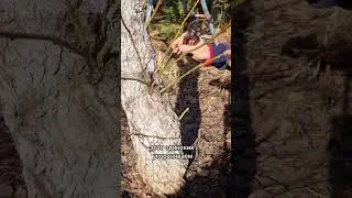 Обрезка груши! #дача #садоводничество #сад #обзордачи