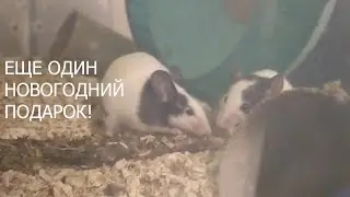 ПОДАРОК ДЛЯ МЫШЕЙ