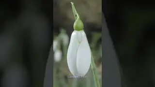 Подснежник 