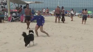 Dog plays volleyball in Rio De Janiero