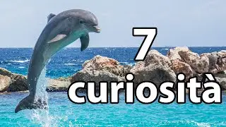 7 Curiosità sui Delfini