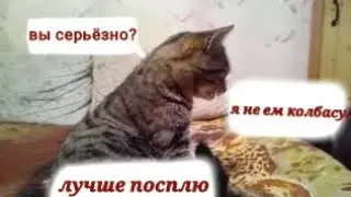 Жизнь кота! Как же он всё-таки проводит день?😱