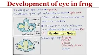 Development of eye in frog | Handwritten notes