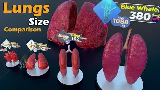 Lungs Size Comparison : Animals | Birds | insects | Extinct | Monster | Fictional