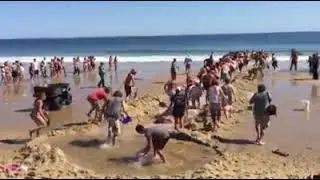 People rescue great white shark at beach