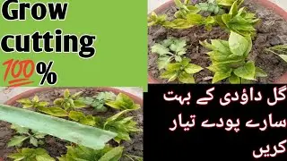 Gul Dawoodi ki cutting kaisay lgae/ care of plants in rainy season/ Guldawodi cutting  rainy season.