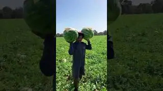 Арбуз Манчестер 🍉🚛