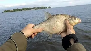 Рыбалка с фидером на дамбе ФЗ - это клево!