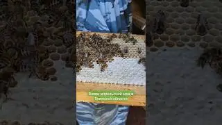 Ивовый мёд в апреле. Тверская область. 