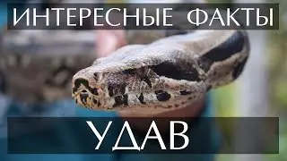 Удав - интересные факты