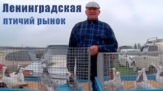 Птичий рынок. Ленинградская. [09.04.2023]