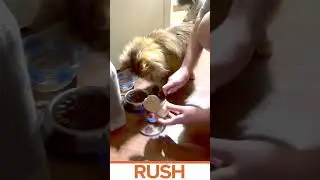 С каким удовольствием наш друг ест итальянские консервы Раш #rushpetfood