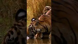 Bengal Tiger Sips - Majestic Wildlife Moment Captured at Water Source #wildlife