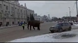 Elephant leaves the circus | Ekaterinburg | Слониха Карла покидает цирк.
