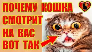 Почему Кошка Смотрит На Вас Пристальным Взглядом?