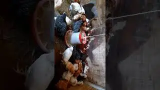Доминант Куры