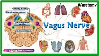 Vagus nerve Anatomy Animation /  Cranial nerve X : Origin, Course, Nuclei, Branches - Neuroanatomy