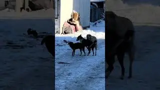 #dogsex