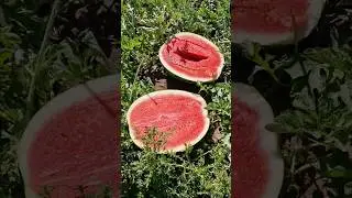 Арбуз Манчестер 🍉🚛
